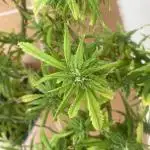 Ruderalis