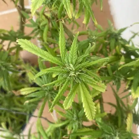 Ruderalis