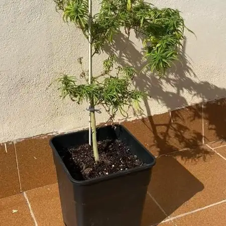 Ruderalis