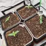 First Grow ever!