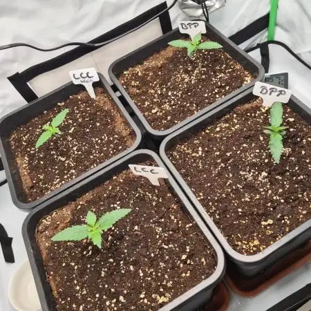 First Grow ever!