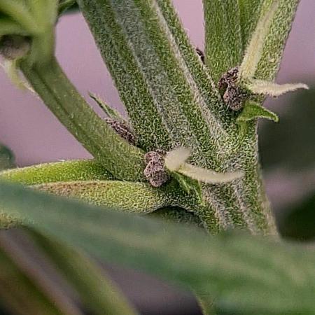 First Grow ever!