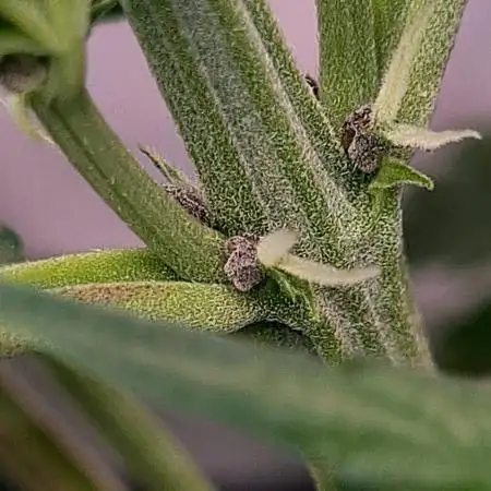 First Grow ever!