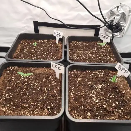First Grow ever!