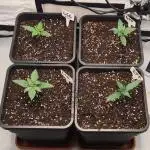 First Grow ever!
