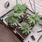 First Grow ever!