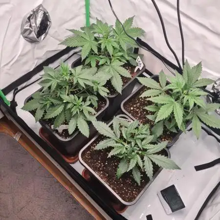 First Grow ever!