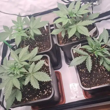 First Grow ever!