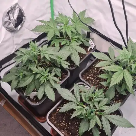 First Grow ever!