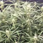 Gorilla Cookies Auto