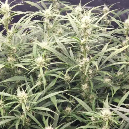 Gorilla Cookies Auto