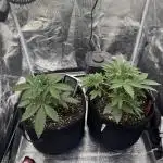 First Grow
