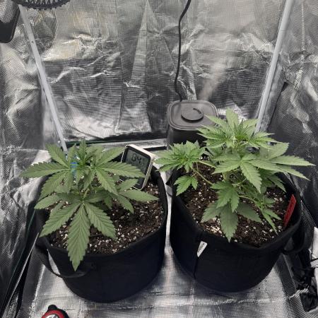 First Grow
