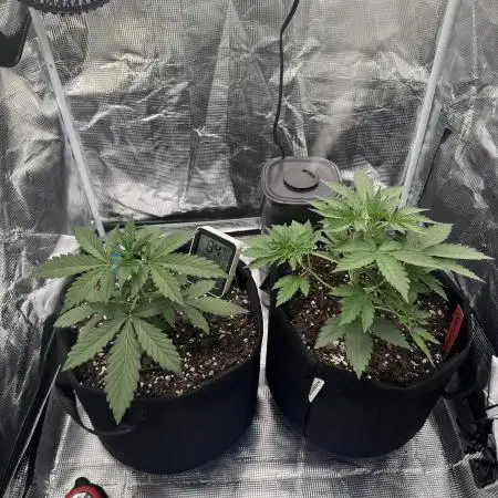 First Grow