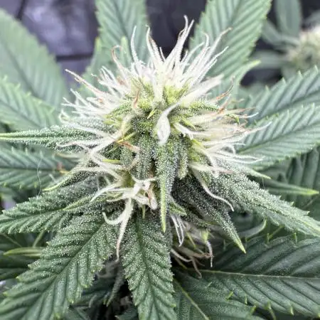 mrlanoue's first complete grow