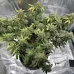 mrlanoue's first complete grow