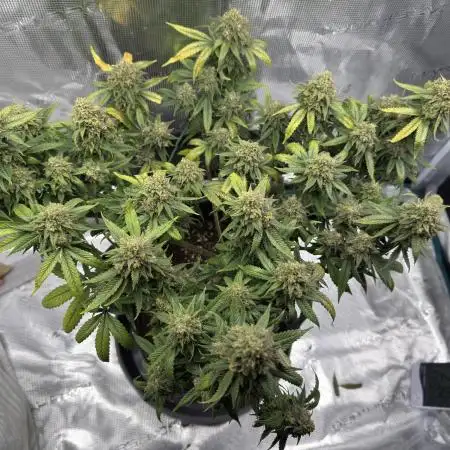 mrlanoue's first complete grow