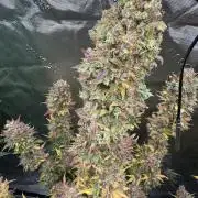 Pink Rozay Automatically Delicious