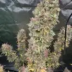 Pink Rozay Automatically Delicious