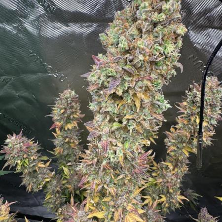 Pink Rozay Automatically Delicious