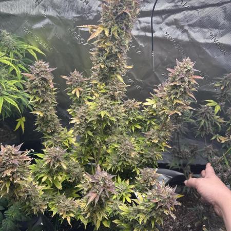 Pink Rozay Automatically Delicious