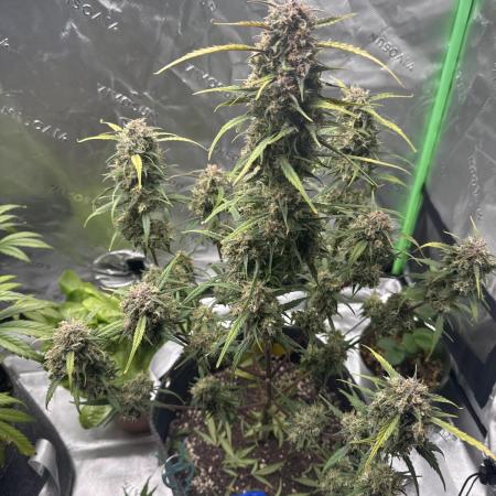 First grow