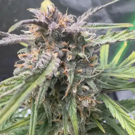 First grow
