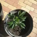 First "Actual" Grow 25' (Indoor-Outdoor)