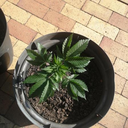 First "Actual" Grow 25' (Indoor-Outdoor)