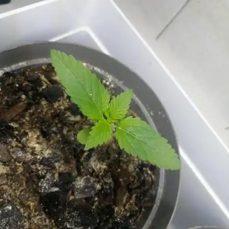 Local Mzansi Strain 25'