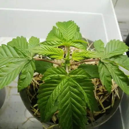 Local Mzansi Strain 25'