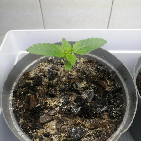 Local Mzansi Strain 25'