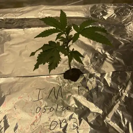 Irie Maiden, Romulan Genetics.