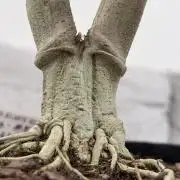 Master Kush Bonsai Mother