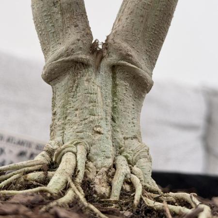 Master Kush Bonsai Mother