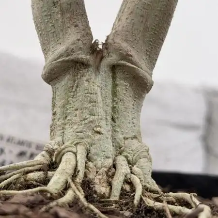 Master Kush Bonsai Mother
