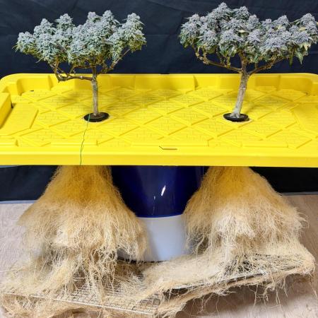 High Pressure Aeroponics, Irie Maiden