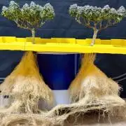 High Pressure Aeroponics, Irie Maiden