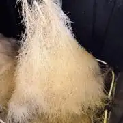 HPA. Irie Maiden, Romulan Genetics.