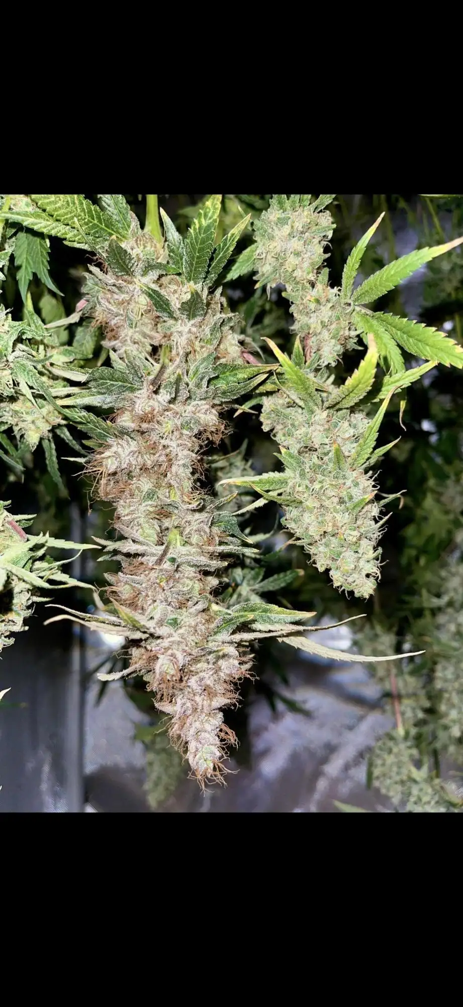 Purple Panty Dropper / Humboldt Seed Company: harvests - GrowDiaries