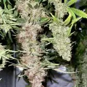 High Pressure Aeroponics, first run.