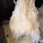 HPA. Irie Maiden, Romulan Genetics.