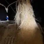 HPA. Irie Maiden, Romulan Genetics.