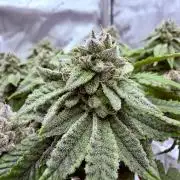 High Pressure Aeroponics, Irie Maiden