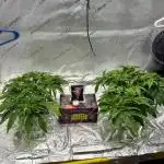 HPA. Irie Maiden, Romulan Genetics.