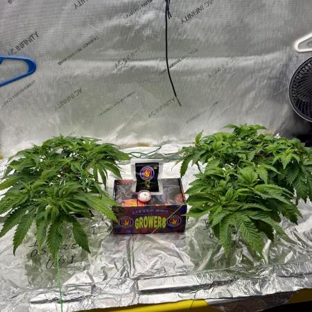 HPA. Irie Maiden, Romulan Genetics.