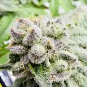 High Pressure Aeroponics, Irie Maiden