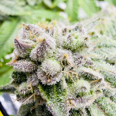 High Pressure Aeroponics, Irie Maiden