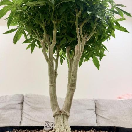 Master Kush Bonsai Mother