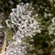 High Pressure Aeroponics, Irie Maiden